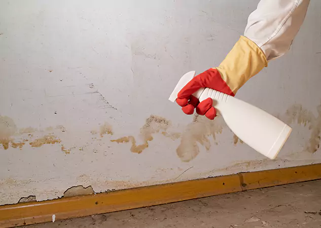 Your Water Restoration and Mold Remediation Specialists in Morganton, GA